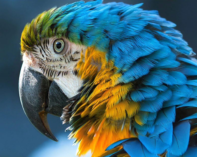 A Colorful Parrot With Cute Eyes Kit
