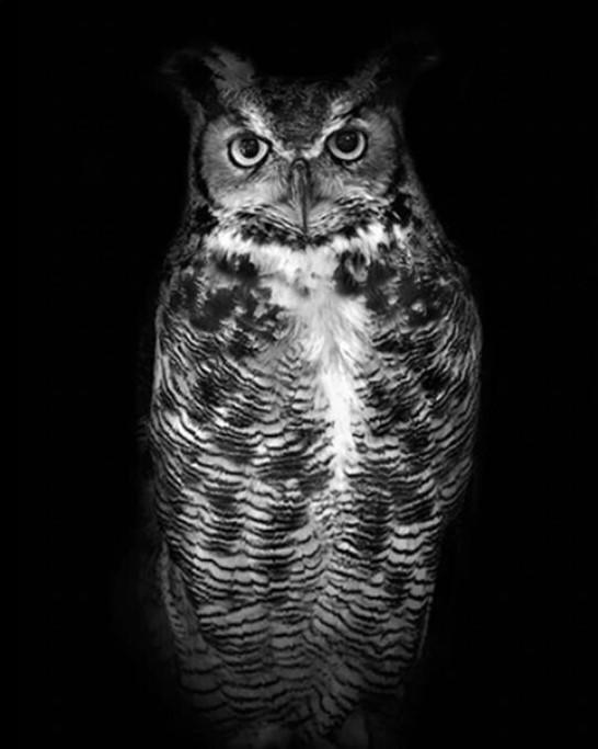 Black And White Owl