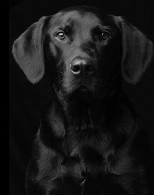 Black Dog