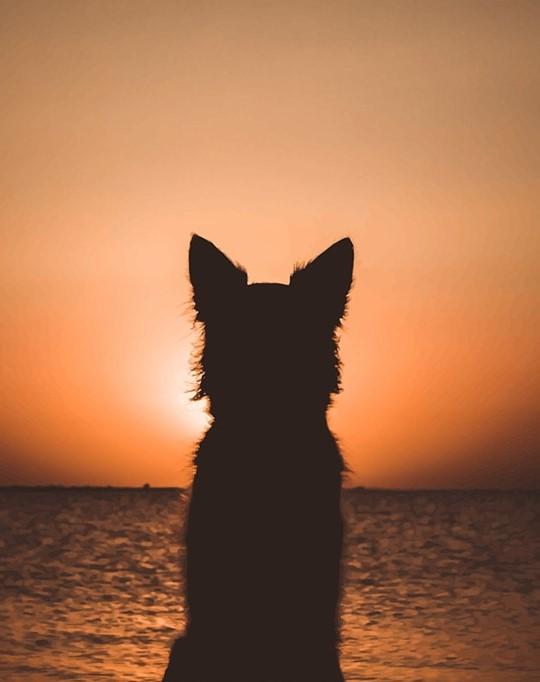 Cat And Sunset