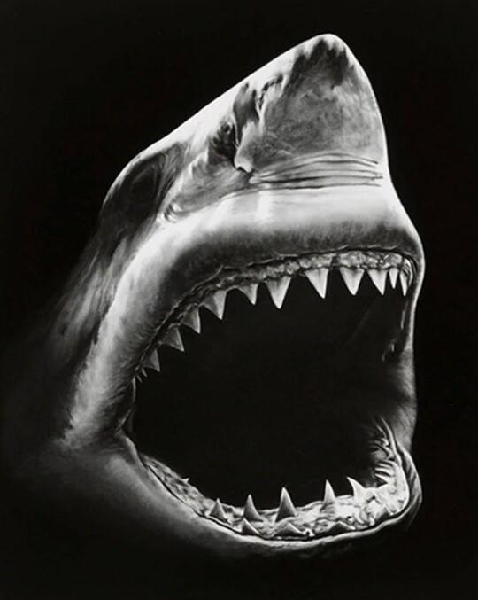 Hunting Shark