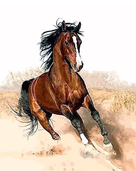 Horse Running