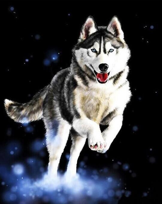 Wolf