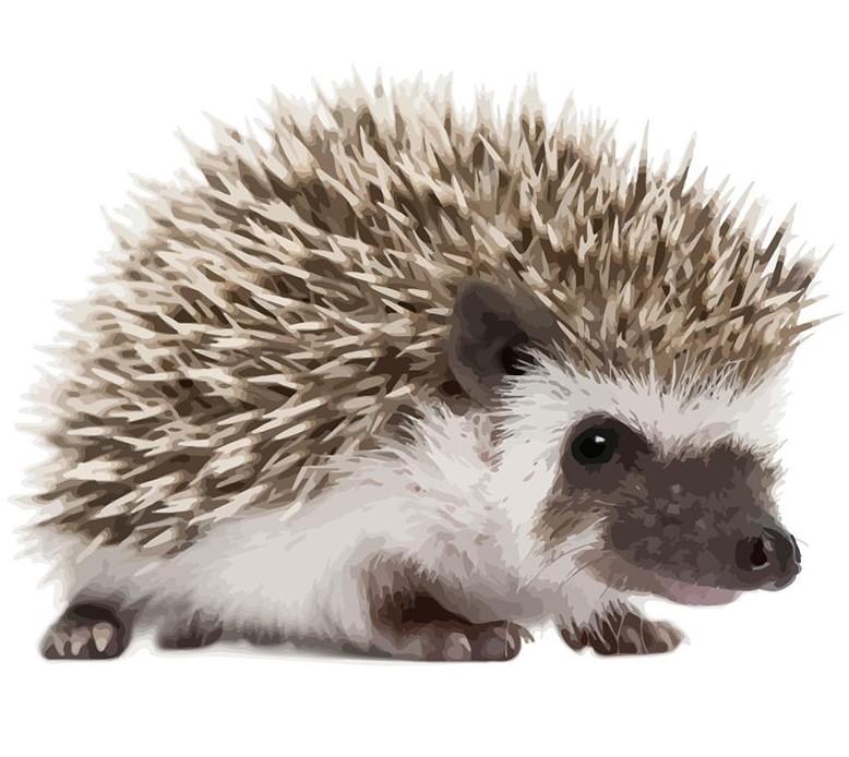 Hedgehog