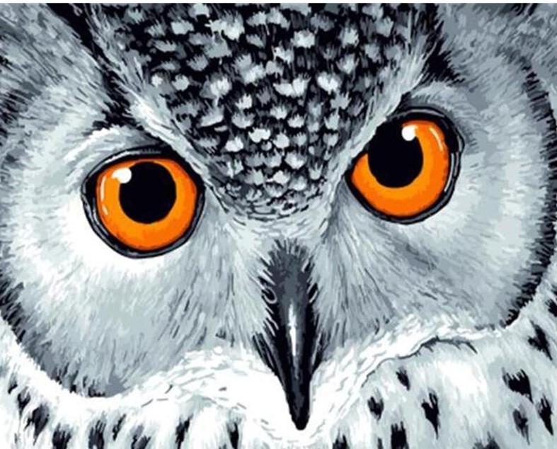 A Owl