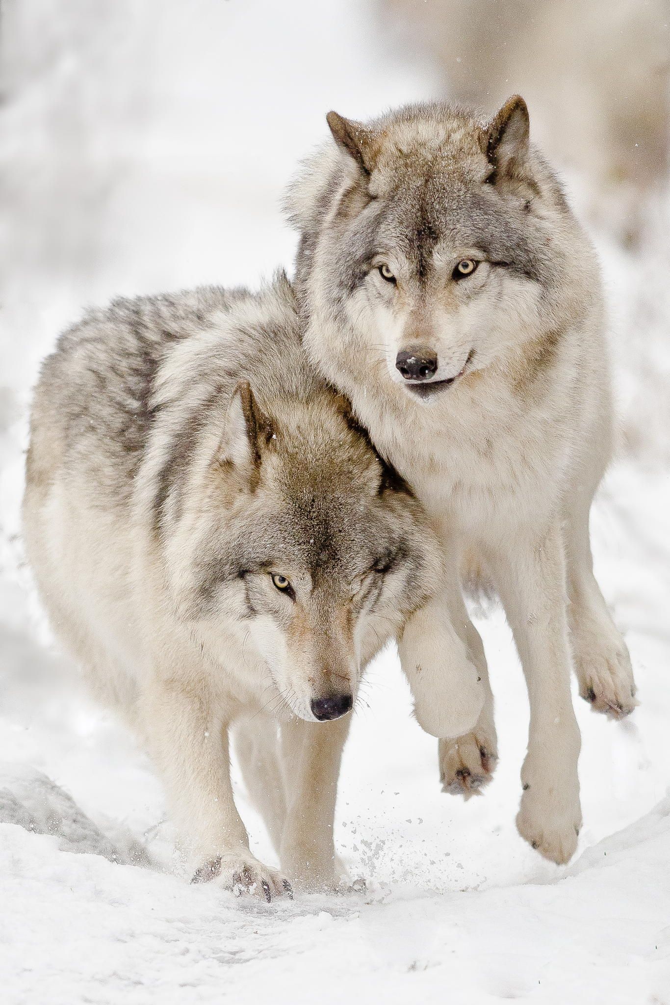 Beautiful Wolf Couple Paint By Numbers
