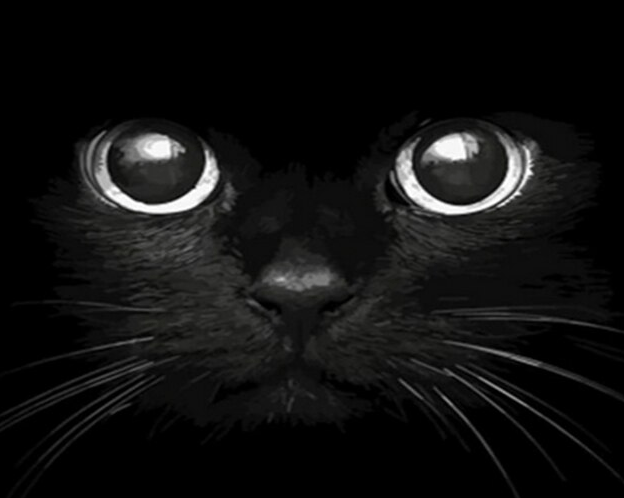 Black Cat DIY Kit