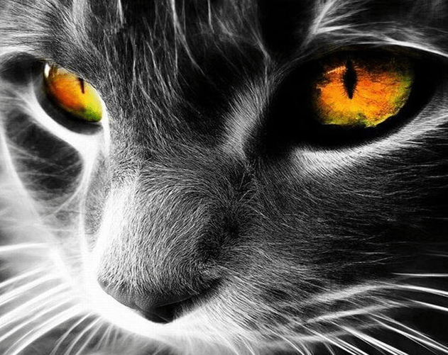 Black Cat With Yellow Eyes - Paint by Numbers