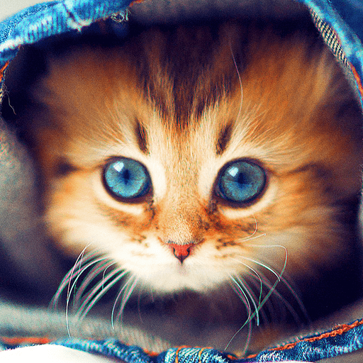 cat with blue eyes