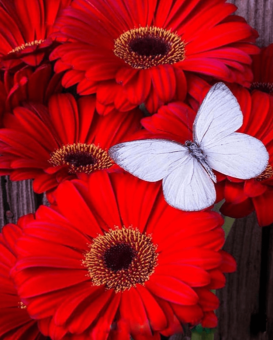 Flowers and Butterfly