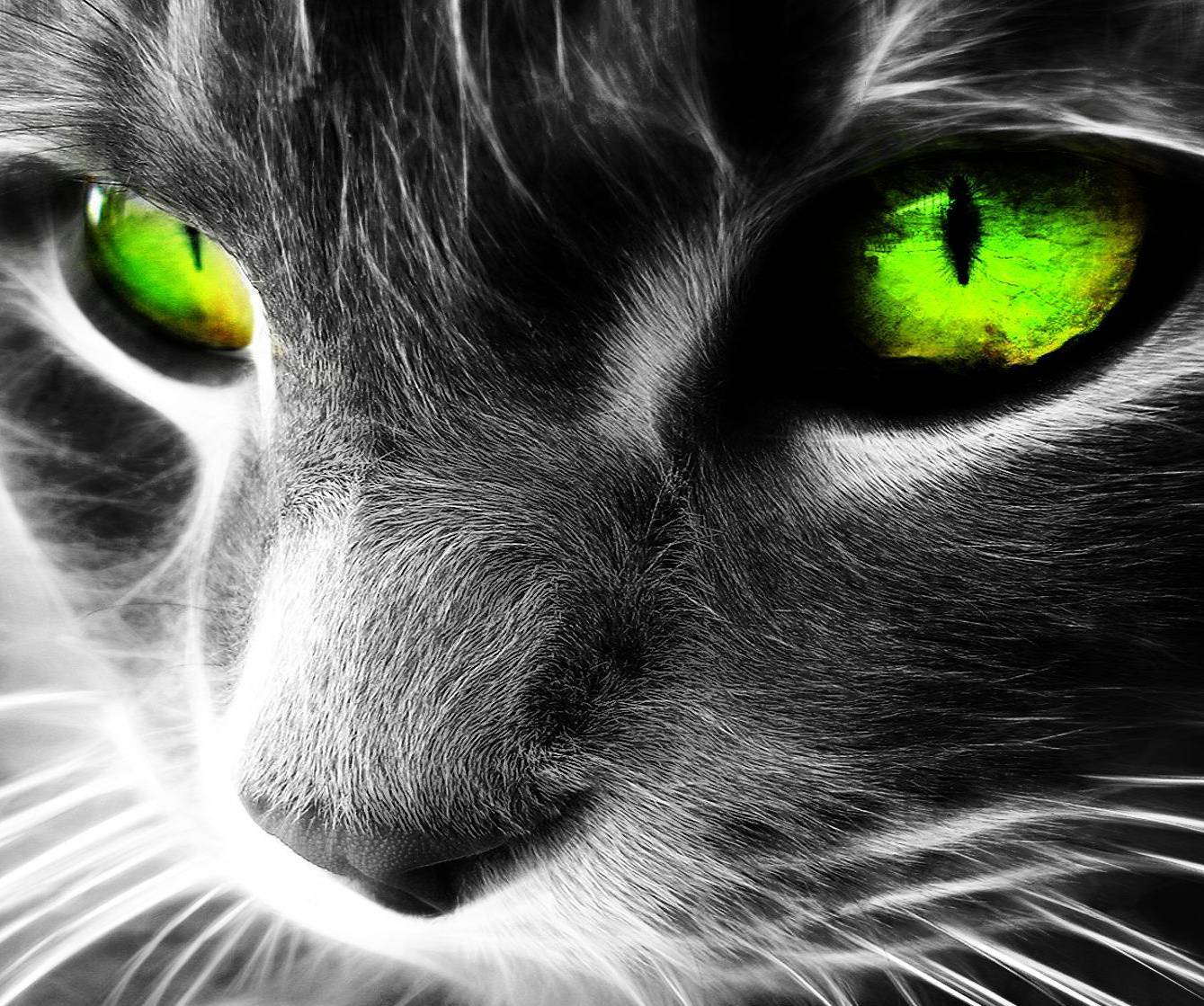 green eyed cat painting