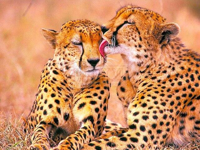 Cheetah painting