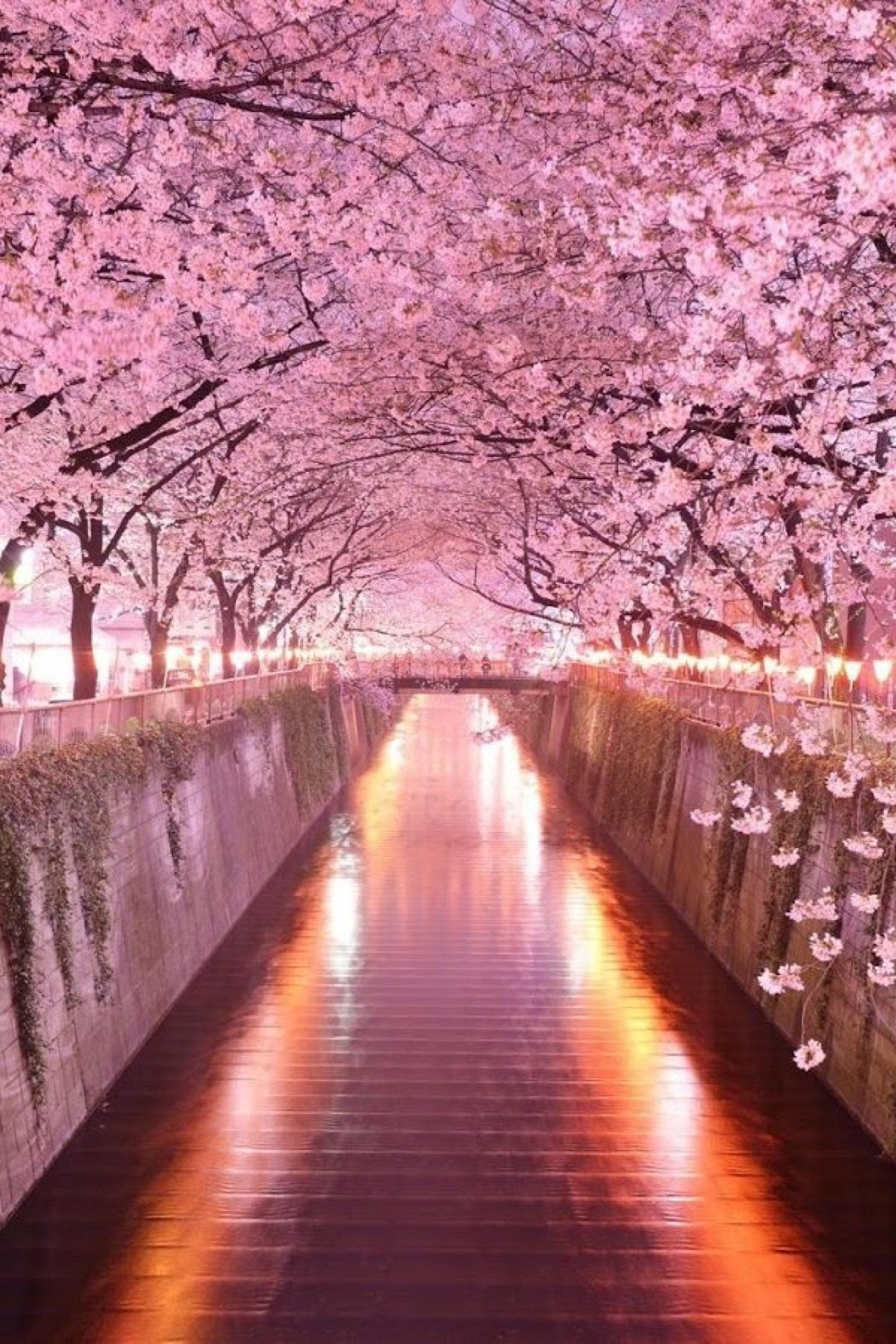 Cherry Blossom Paint By Numbers