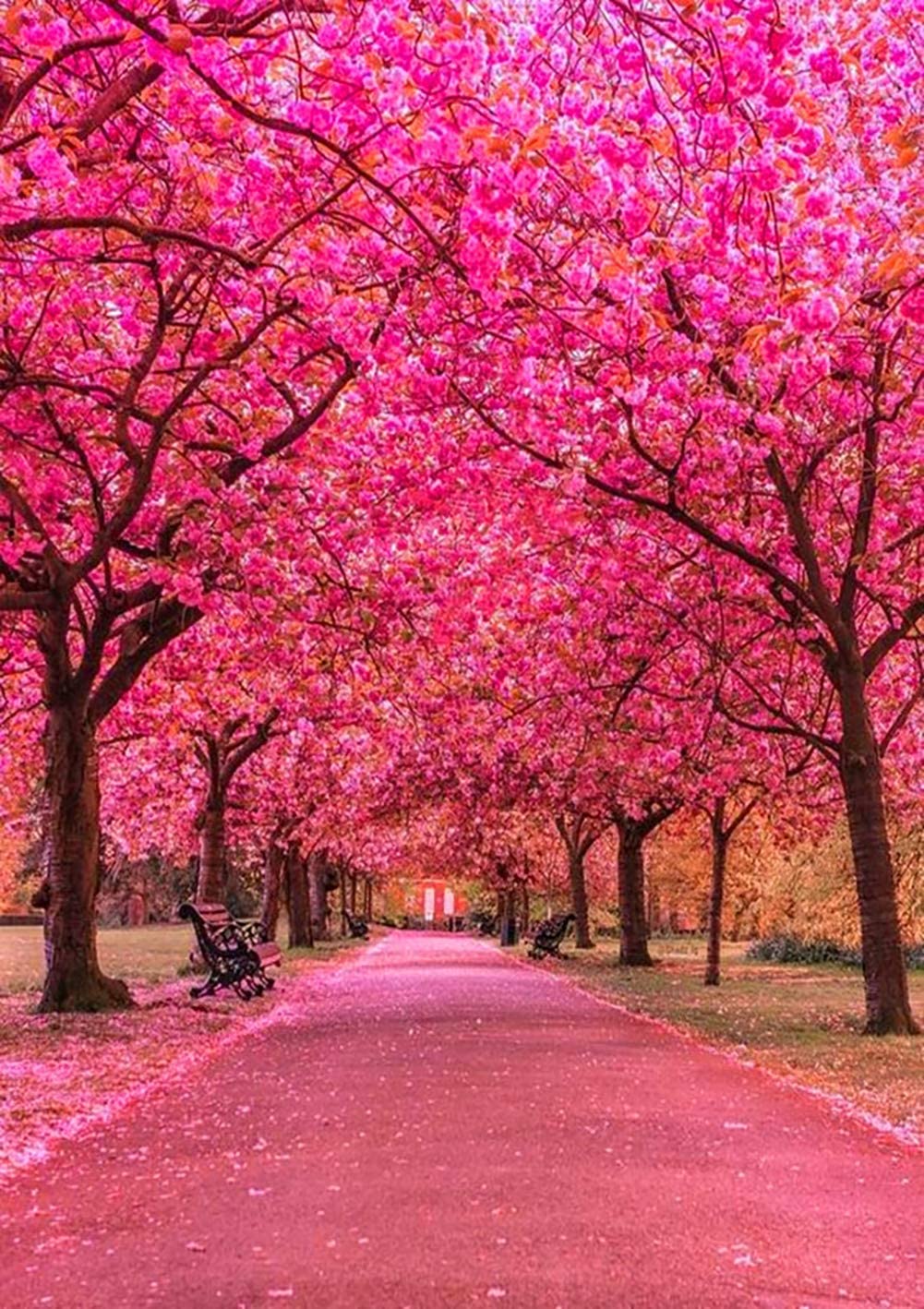 Cherry Blossom Trees Painting DIY kit