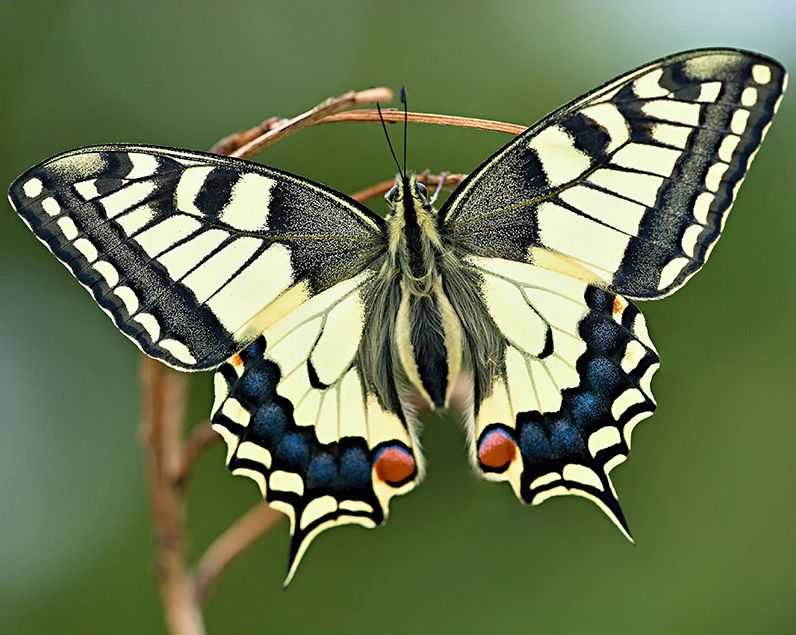 Colorful Butterfly Kit