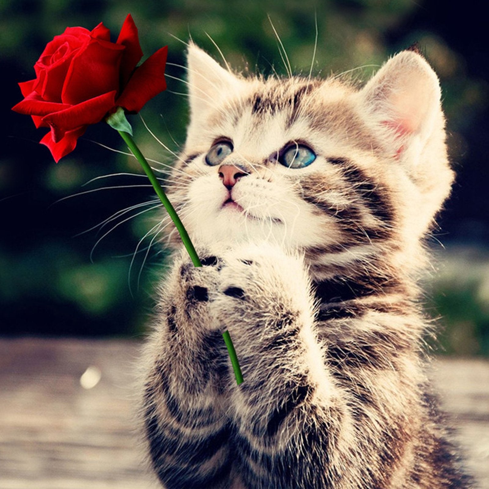 Cute Kitten With Red Rose painting kit