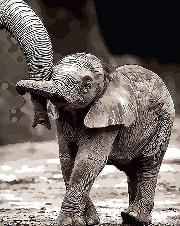 Baby Elephant