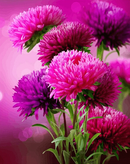 pink Flowers