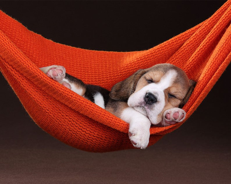 Sleeping Dog
