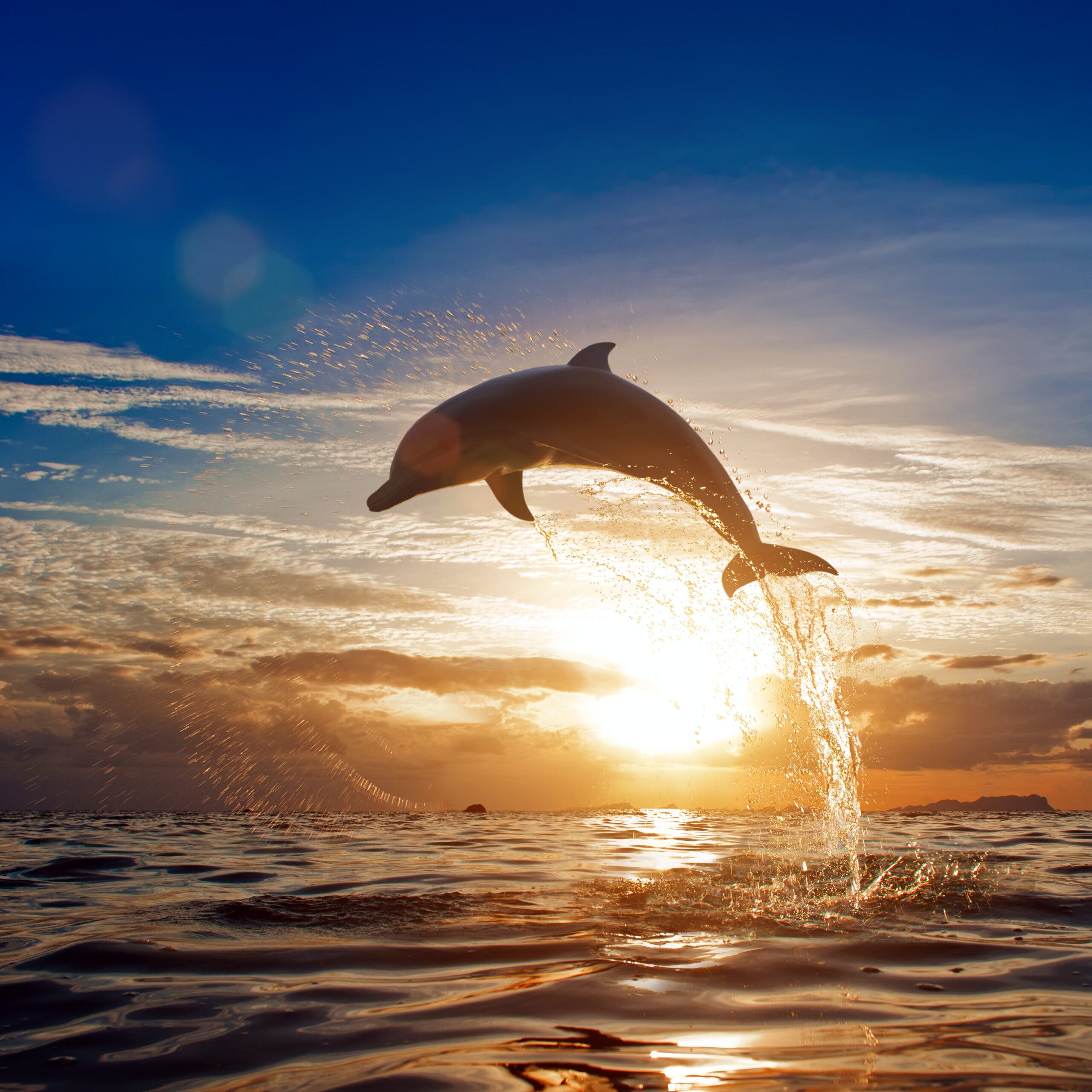 Dolphin In Ocean painting by numbers
