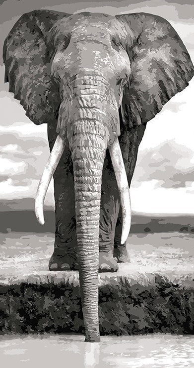 Elephant On Lake