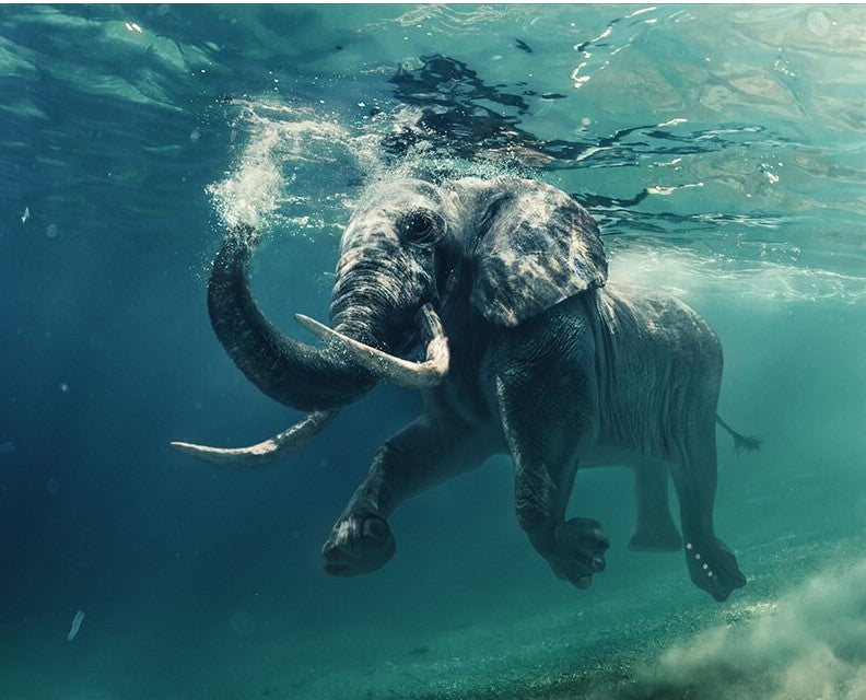 Under Water Elephant
