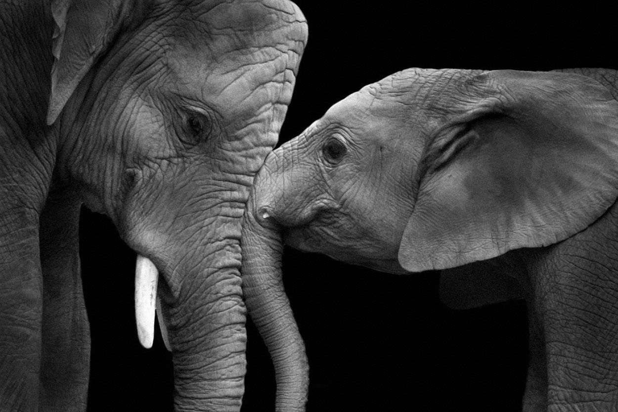 Elephants paint by Number kit