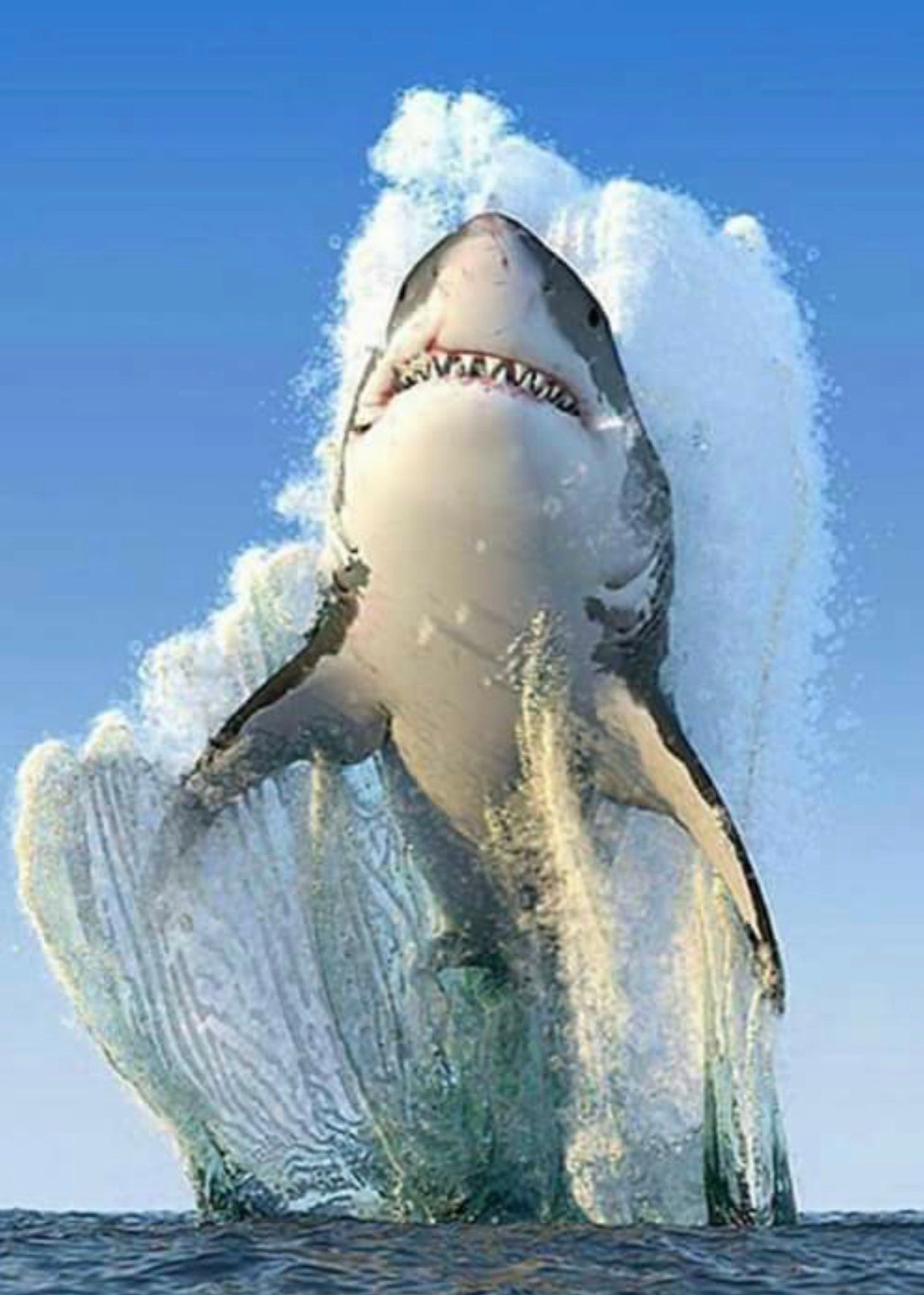 White Shark Painting By nUmber