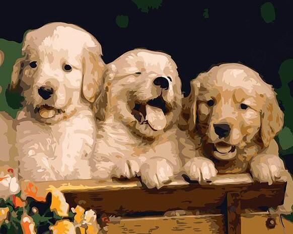 Group Of Cute Puppies