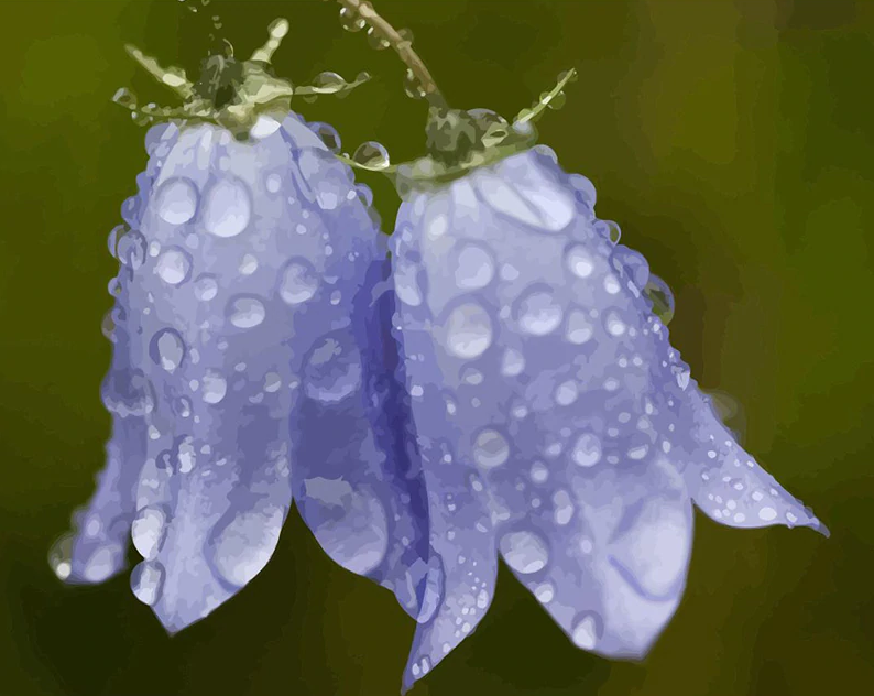 Harebell With Due Kit