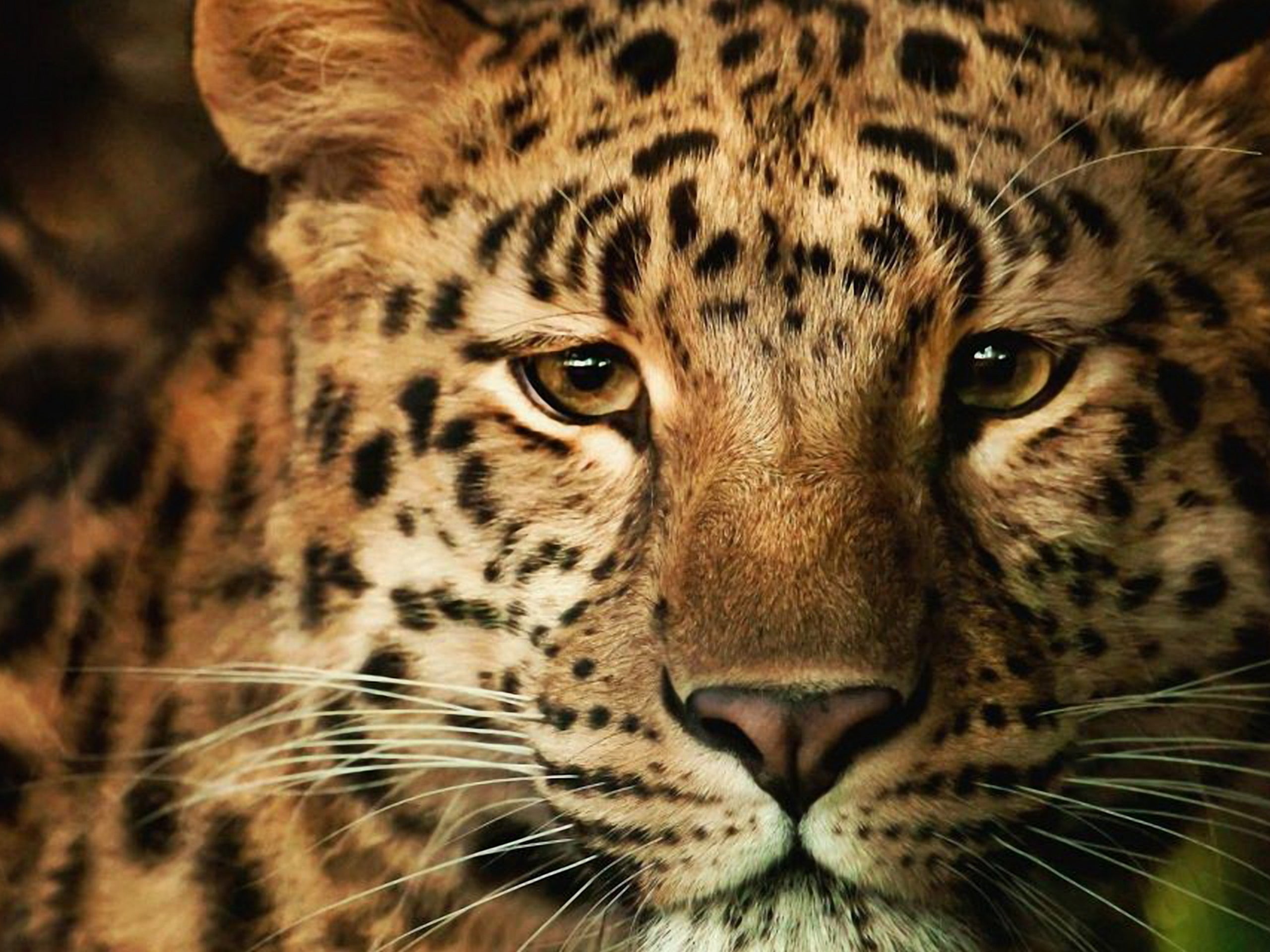 Leopard painting by number