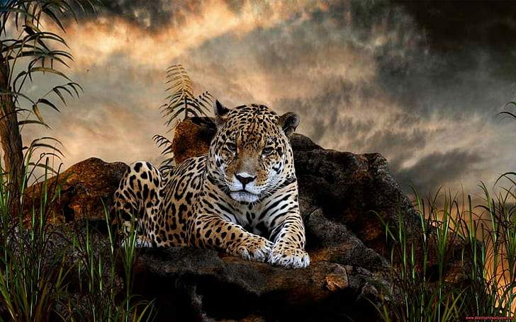 leopard DIY kit