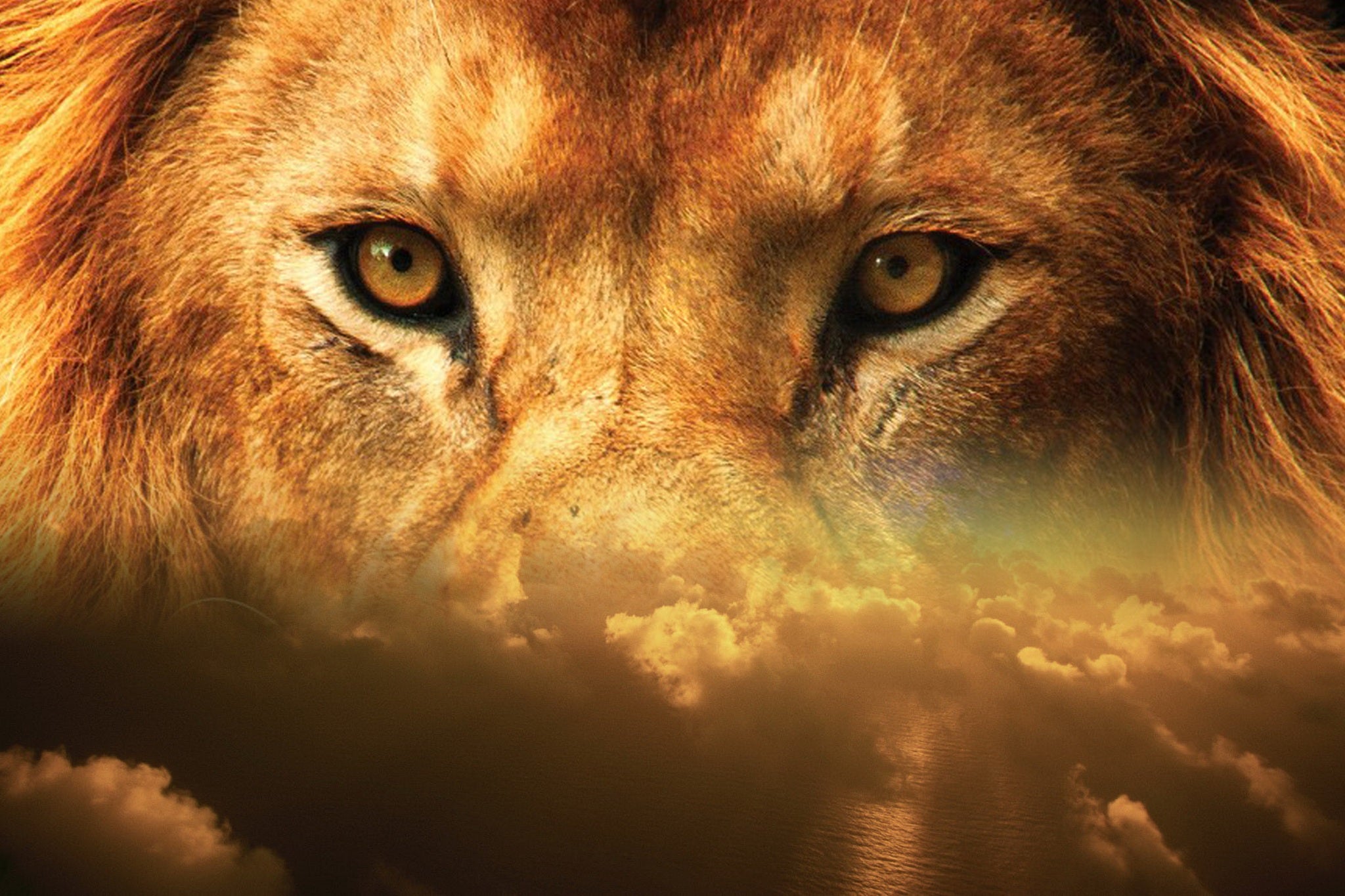 Lion Eyes Painting by number Kit