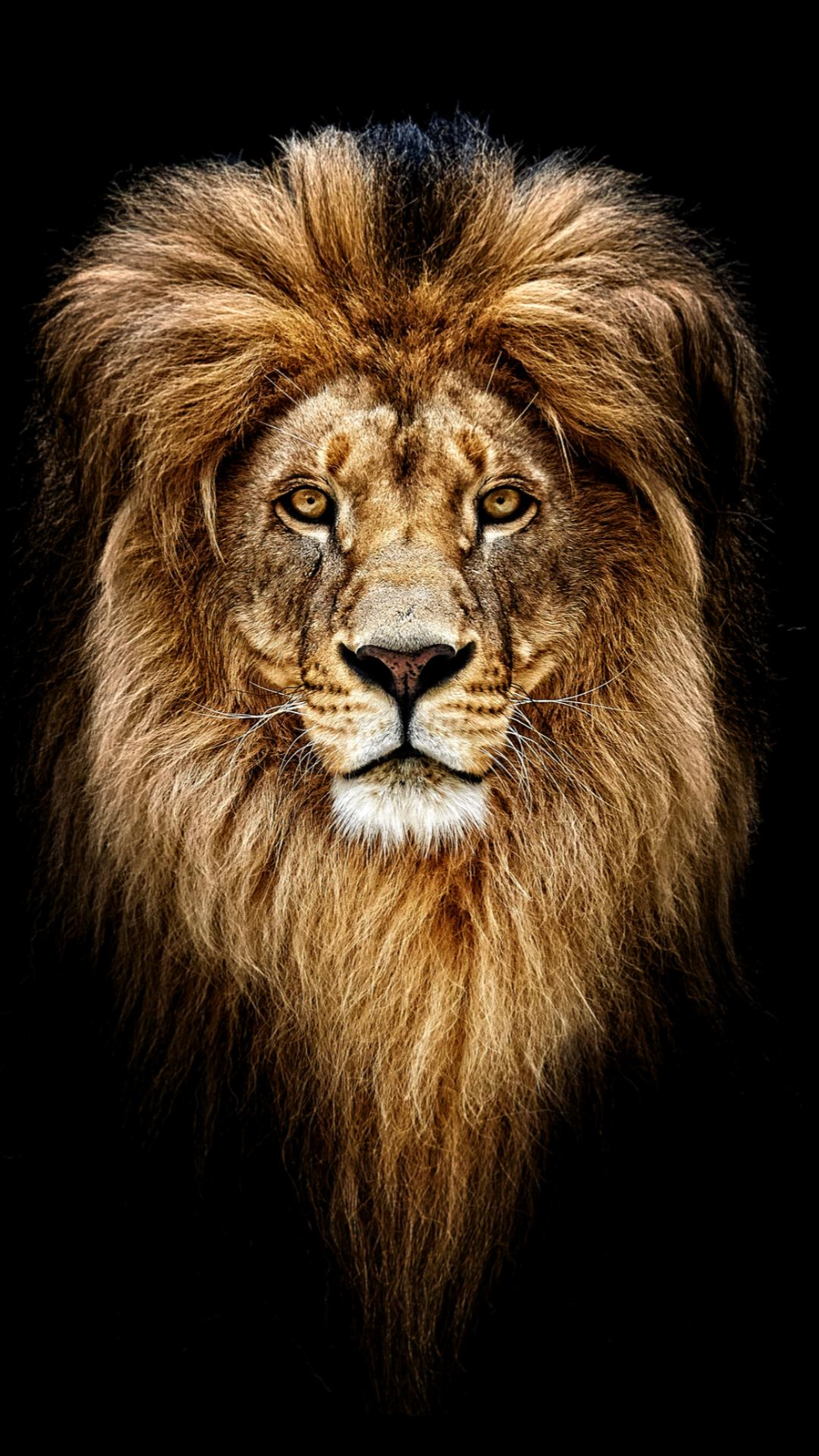 Lion Painting By Number kit