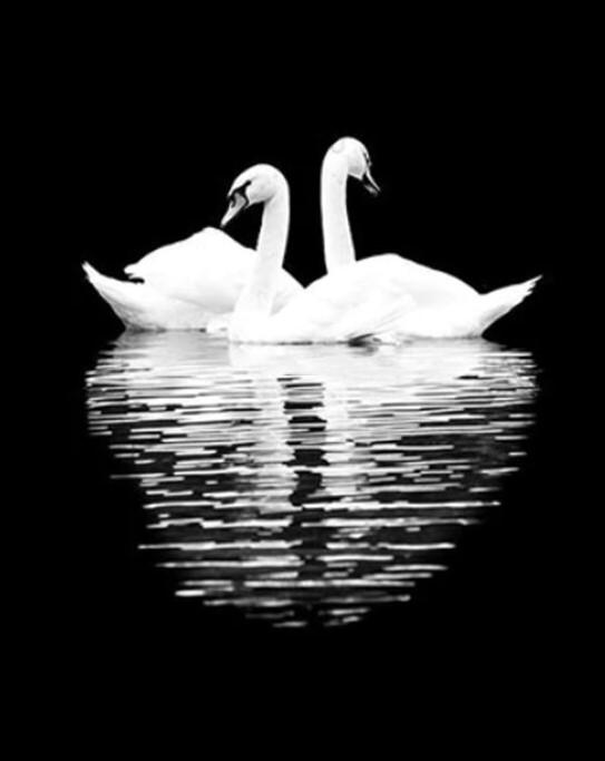 Loving Swans paint by numbers