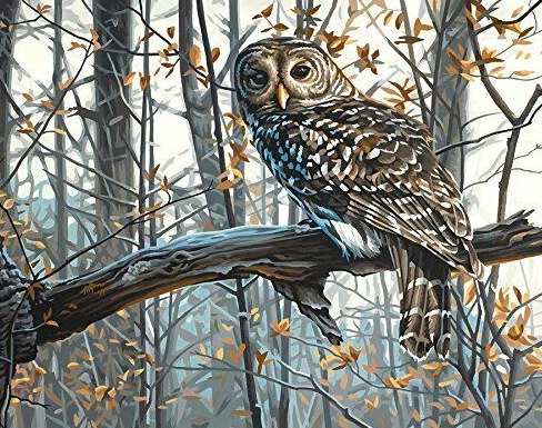 Owl In Jungle