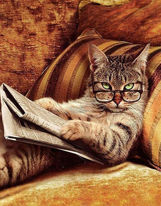 cat on couch painting by number