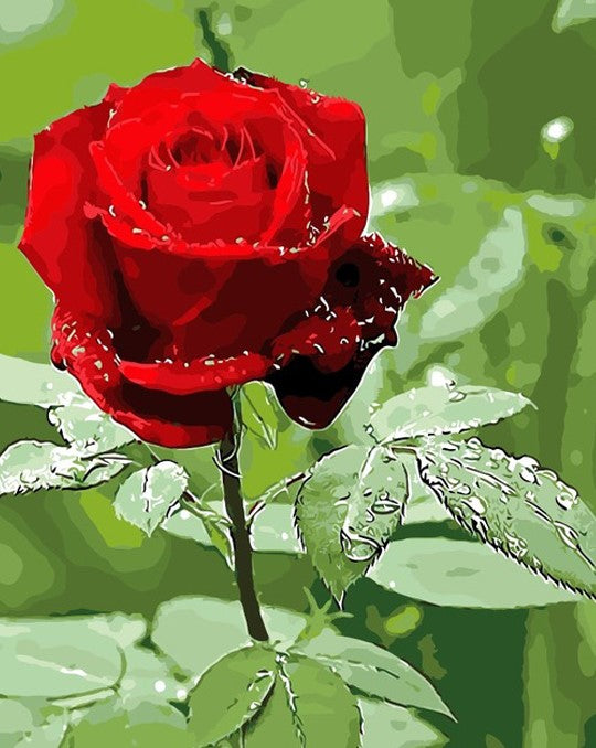 Red Rose painting by numbers
