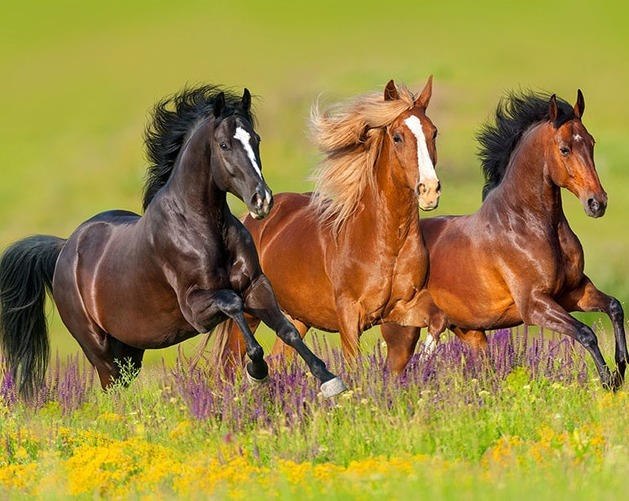 Running Horses painting kit