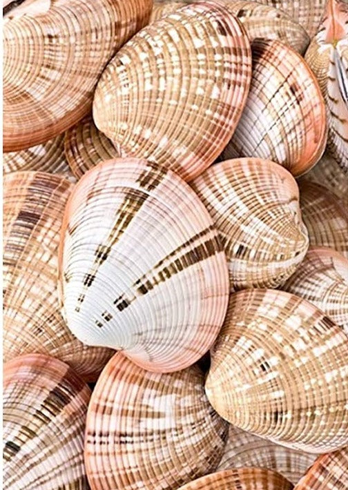 Sea Shells Paint By number