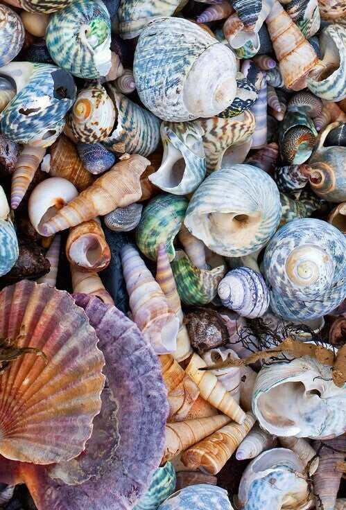 Sea Shells Paint Kit