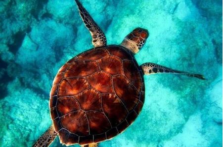 Sea Turtle Paint by Numbers