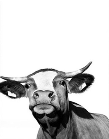 Shocked Cow