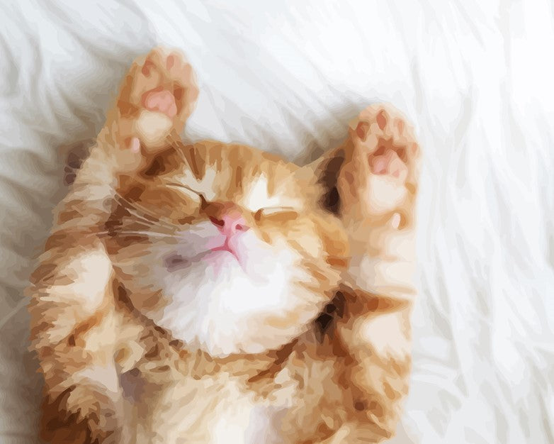 Sleeping Cat