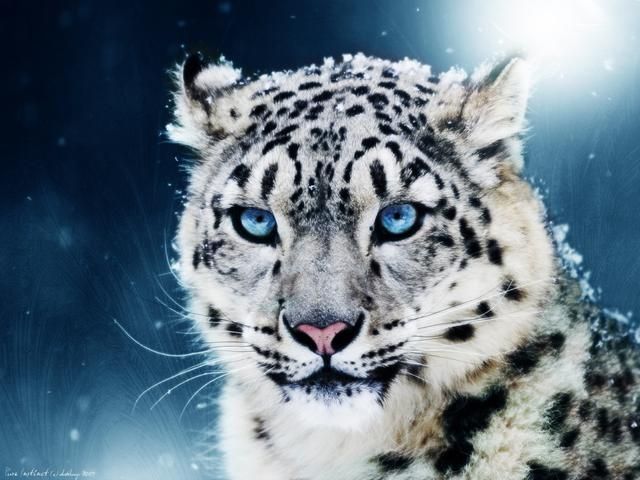 Snow Leopard Paint By Number
