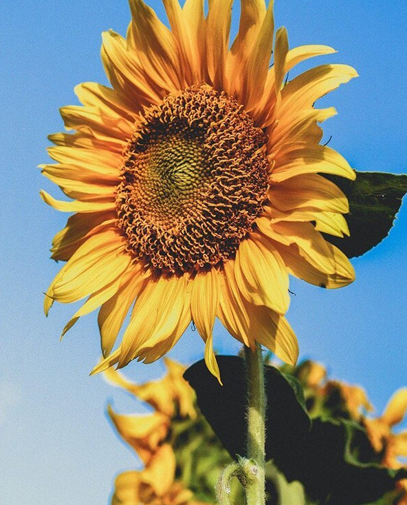 Sunflower Painting Kit