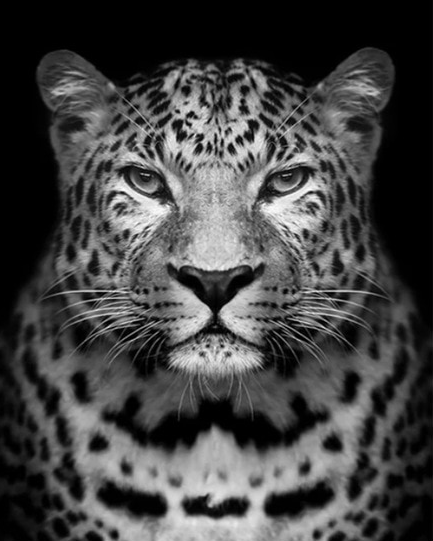 leopard's Look painting kit