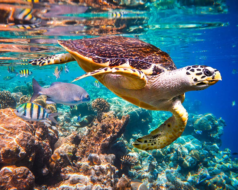 Turtle In The Water Kit