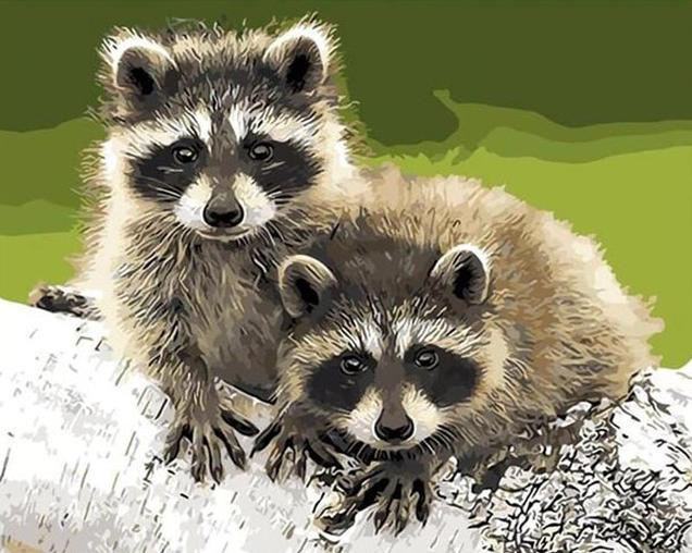 Two Raccoons paint by numbers