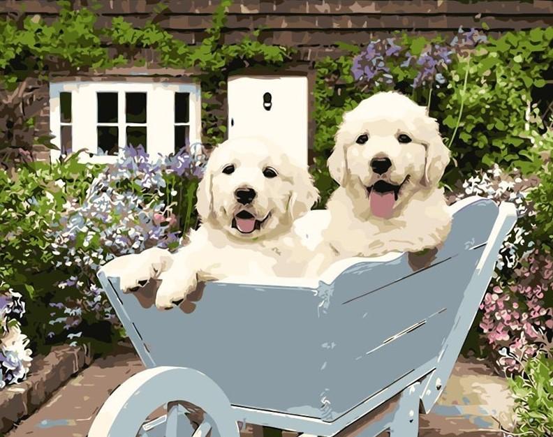 Playing Dogs